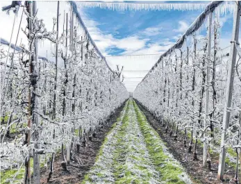  ?? FOTO: ANDY HEINRICH ?? Mit der Methode der Frostbereg­nung schützen die Landwirte in Langenarge­n-Oberdorf die Blüten in den Frostnächt­en vor dem Erfrieren.
