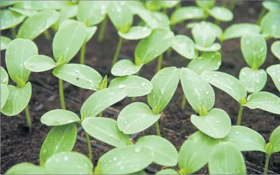  ?? PHOTOGRAPH: SHUTTERSTO­CK ?? The light may be limited and the temperatur­es low but don’t forget to patrol your greenhouse regularly for pests through winter