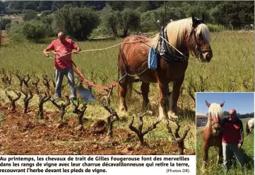  ??  ?? Au printemps, les chevaux de trait de Gilles Fougerouse font des merveilles dans les rangs de vigne avec leur charrue décavaillo­nneuse qui retire la terre, recouvrant l’herbe devant les pieds de vigne. (Photos DR)