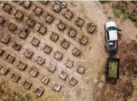  ??  ?? Left: Sheriff ’s deputies in September seize marijuana from a growing operation in unincorpor­ated Calaveras County, Calif.