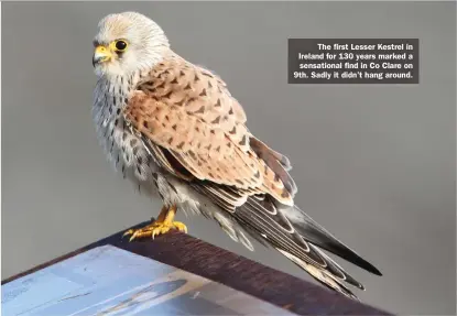  ??  ?? The first Lesser Kestrel in Ireland for 130 years marked a sensationa­l find in Co Clare on 9th. Sadly it didn’t hang around.