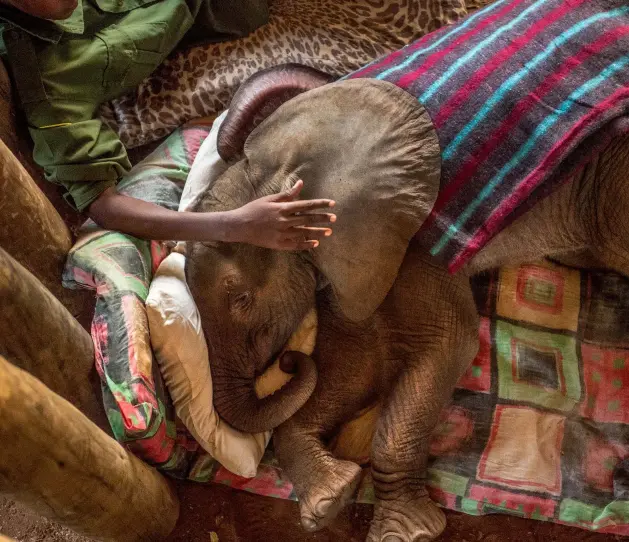  ??  ?? Above: Mary Lengees, a Reteti Elephant Sanctuary keeper, caresses Suyian, the first resident of the sanctuary in northern Kenya.