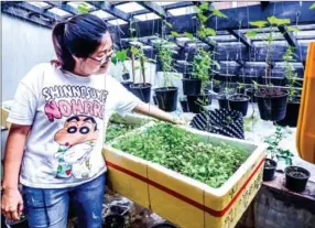  ?? HONG MENEA ?? Srun Soklim has turned the restaurant’s rooftop into a vegetable garden to supply her kitchen. There she grows organic vegetables using permacultu­re practices.