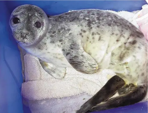  ??  ?? RESCUED: One of the four seal pups separated from its mother in a storm is looked after at the Oban Sea Life Sanctuary
