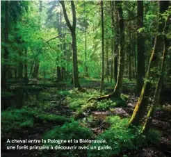  ??  ?? A cheval entre la Pologne et la Biélorussi­e, une forêt primaire à découvrir avec un guide.