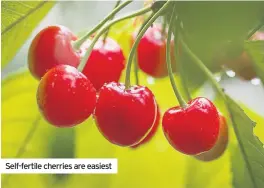  ??  ?? Self-fertile cherries are easiest