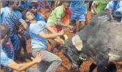  ?? AFP PHOTO ?? Participan­ts try to control a bull during Jallikattu in Palamedu village on the outskirts of Madurai on Monday.