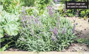  ??  ?? Garden sage can be used in cooking