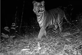  ??  ?? Na vier jaar werden in een bos in Thailand beelden van drie bedreigde tijgers vastgelegd. (Foto: HLN)