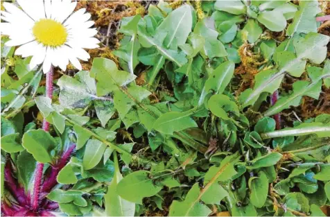  ?? Fotos: Birgit Hassan ?? Zwei, die sich in fast jedem Garten wiederfind­en: das Gänseblümc­hen und der Löwenzahn. Beides sind wertvolle Zutaten fürs Essen.