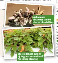  ??  ?? Achimenes rhizomes can be stored like dahlias Store offshoot bulbils of Begonia sutherland­ii for spring planting