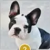  ??  ?? French Bulldog