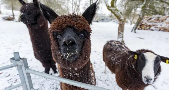  ?? Photo: Dylan Vaughan ?? Alpacas and a Zwartable sheep at Suzanna Cramptons farm in Bennettsbr­idge, Co Kilkenny, after heavy snowfalls over night.