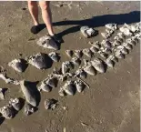  ??  ?? Members of the community came across the washed up shark heads while hiking on the beach.