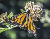  ??  ?? And our old friend, a monarch butterfly, also enjoying a meal in Gary’s garden.