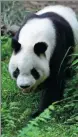  ?? GOU BINGCHEN / FOR CHINA DAILY ?? Right: A giant panda of the Qinling subspecies.