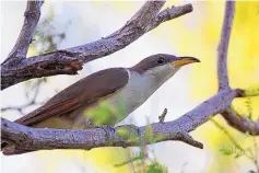  ?? PETER PEARSALL/US FISH AND WILDLIFE SERVICE ?? Wildlife managers set aside vast areas across several states as habitat critical to the survival of a rare songbird, the yellow-billed cuckoo, that migrates yearly from Central and South America to Mexico and the U.S.