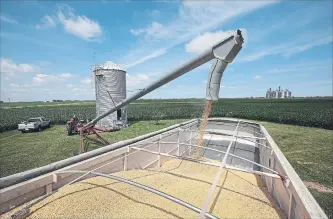  ?? SCOTT OLSON/GETTY IMAGES ?? John Duffy loads soybeans from his grain bin onto a truck. U.S. soybean futures plunged, with fears that China could hit U.S. soybeans with retaliator­y tariffs if Trump follows through with tariffs on Chinese goods.