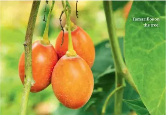  ??  ?? Tamarillos on the tree.