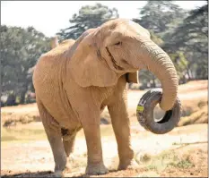  ?? | TIMOTHY BERNARD African News Agency (ANA) ?? THE National Council of SPCAs (NSPCA) berated the Johannesbu­rg Zoo for an event held recently where elephants, including beloved Lammie the elephant, pictured, were allegedly forced to perform circus tricks.