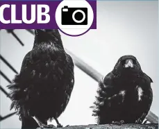  ??  ?? Photograph­er Billy Knox saw two wee crows sitting on a wall