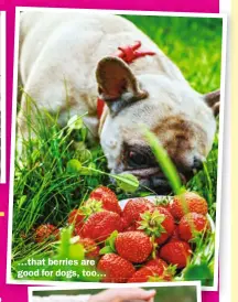  ?? ?? …that berries are good for dogs, too…