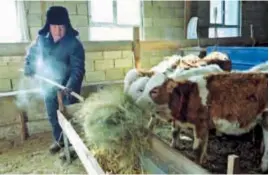  ?? ?? A man looks after livestock in warm enclosures in Fuyun County, Xinjiang, on Sunday amid frigid temperatur­es. — Xinhua