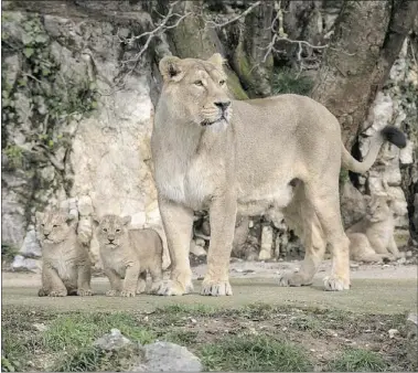  ?? — THE ASSOCIATED PRESS ?? Rare Asiatic lion Shiva, the mother of one male and two female cubs, looks out over her domain at the Besancon Zoo in France.