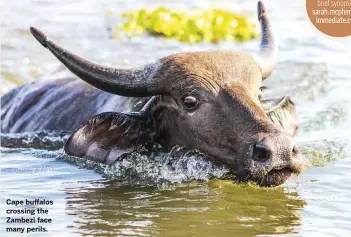  ??  ?? Cape buffalos crossing the Zambezi face many perils.