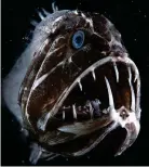  ??  ?? Up close: The fangtooth fish