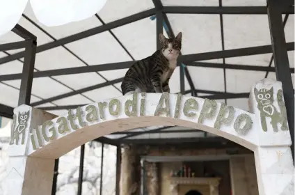  ?? Pictures: AFP ?? WHO’S THE BOSS. A cat sits at the entrance of the sleeping area of Ernesto’s Cat Sanctuary in Kfar Naha, an opposition-held town in Aleppo province in Syria,