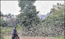  ?? PTI ?? A man rides through a swarm of locusts over a field in Bhopal on June 14.