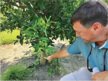  ?? COURTESY OF EMILY JONES/WABE ?? University of Georgia Extension agent Jake Price points out the junction between a citrus tree’s rootstock and scion. There are more than 500,000 fruit trees in Georgia, thanks to the changing climate.