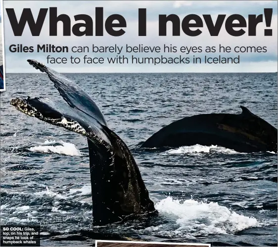  ?? ?? SO COOL: Giles, top, on his trip, and snaps he took of humpback whales