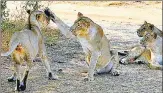  ?? AFP ARCHIVES ?? Asiatic lions are confined to Gir National Park and its surroundin­g n environs in Gujarat’s Saurashtra.