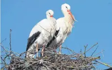  ?? FOTOS: ULRICH GRESSER ?? Auch in Dietmanns hat es sich ein Paar gemütlich gemacht.