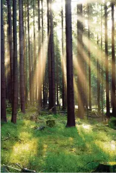  ?? Foto: Nicolas Armer, dpa ?? Für die einen ein Ort zum Umarmen, für die anderen ein Ort zum Arbeiten. Im Fugger-Forum in Augsburg war der Wald Thema.