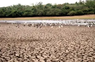  ??  ?? Drought-affected rice fields like this increase the need for social welfare.