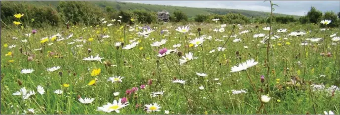  ??  ?? All all-Ireland pollinator plan for 2021-2025 is currently being finalised and is expected to be launched in the coming months.