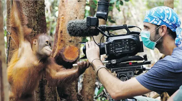  ?? — THE CANADIAN PRESS ?? A young orangutan is filmed at the Borneo Orangutan Survival Foundation that rehabilita­tes orphaned orangutans.