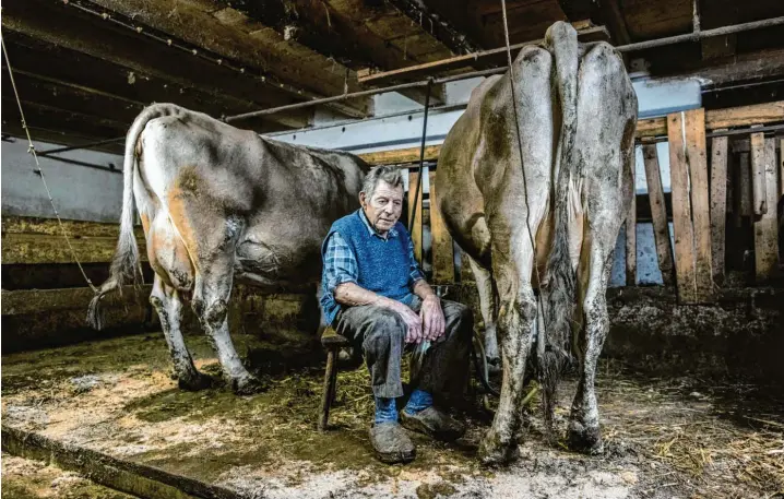  ?? Fotos: Ralf Lienert ?? „Alle hier im Stall sind ganz Liebe. Wann immer ich Zeit habe, ratsche ich mit ihnen“: Kaspar Weber im Stall mit zwei seiner drei verblieben­en Milchkühe.
