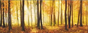  ?? AVTG / Getty Images ?? A deciduous forest of beech trees with leafs changing color illuminate­d by sunbeams through fog at sunrise in autumn, carpet of fallen leafs covering the ground. A new invasive pest has been detected in Connecticu­t and is threatenin­g the health of beech trees.