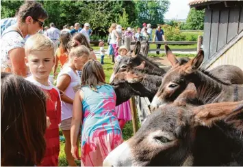  ??  ?? Was macht einen schönen Spaziergan­g noch schöner? Richtig, ein Besuch bei Eseln. Besonders die Kinder sind von den lieben, et was ungestümen Tieren angetan.