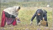  ?? WASEEM ANDRABI/ HT ARCHIVE ?? Kashmiri women pick flowers from a saffron field in Pampore, near Srinagar.