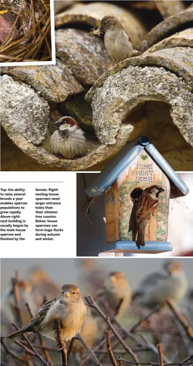  ??  ?? Top: the ability to raise several broods a year enables sparrow population­s to grow rapidly. Above right: nest building is usually begun by the male house sparrow and finished by the female. Right: nesting house sparrows need larger entrance holes than their slimmer tree cousins. Below: house sparrows can form huge flocks during autumn and winter.