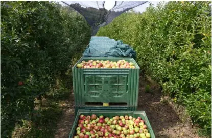  ?? DAMIR ŠPEHAR/PIXSELL ?? Oni koji su
lani čuvali jabuke za ljetne mjesece, morali su ih zbog manjka kupaca prodati za preradu