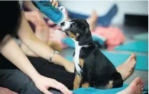  ??  ?? One of the future adoptees at the puppy yoga class takes a break for a much-needed drink.