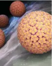  ??  ?? Virus: There are more than 100 different types of HPV