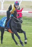  ??  ?? Mirage Dancer at trackwork.