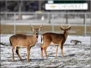  ?? DAVID MAIALETTI / PHILADELPH­IA INQUIRER ?? No, neither of these deer is George, who has yellow tape on his antlers. A South Carolina family raised him after a car killed his mother in 2016.